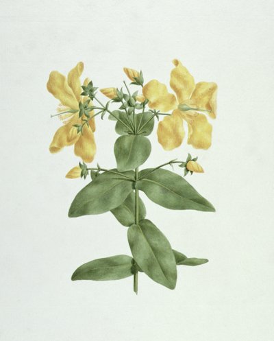 Feel-Fetch (Hypericum quartinianum) - James Bruce